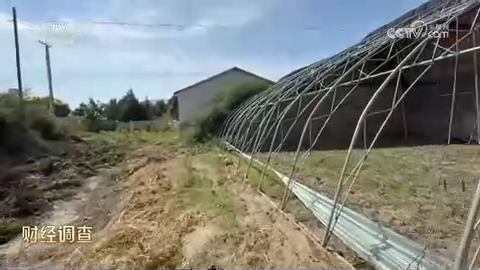记者探访时的棚体，支架外露，地面杂草丛生。来源：央视《财经调查》2026年10月11日，节目20:45